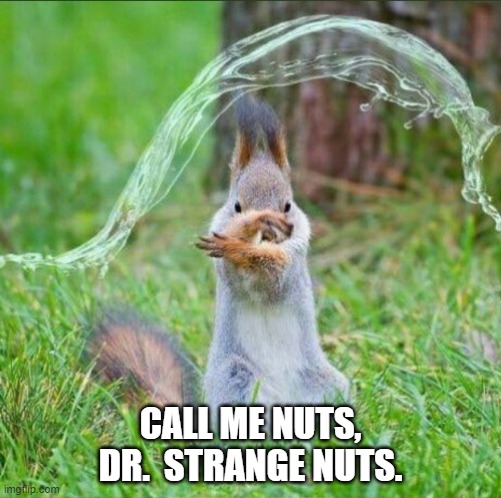 Dr. Strange of the animal kingdom | CALL ME NUTS, DR.  STRANGE NUTS. | image tagged in squirrel,water bending | made w/ Imgflip meme maker