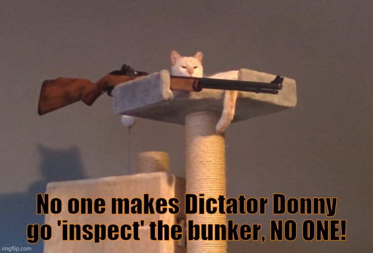Cat with gun | No one makes Dictator Donny go 'inspect' the bunker, NO ONE! | image tagged in cat with gun | made w/ Imgflip meme maker