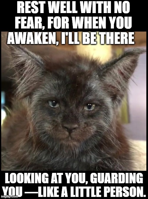 My Freaky Cat Means Well... maybe | REST WELL WITH NO FEAR, FOR WHEN YOU AWAKEN, I'LL BE THERE; LOOKING AT YOU, GUARDING YOU —LIKE A LITTLE PERSON. | image tagged in vince vance,freaky,cats,strange wtf cat,funny cat memes,warning killer cat | made w/ Imgflip meme maker