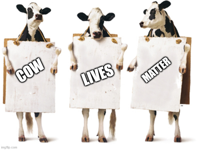 Chick-fil-A 3-cow billboard | MATTER; COW; LIVES | image tagged in chick-fil-a 3-cow billboard,white,lives,matter,white lives matter | made w/ Imgflip meme maker