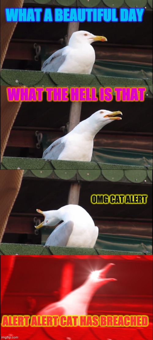 cats | WHAT A BEAUTIFUL DAY; WHAT THE HELL IS THAT; OMG CAT ALERT; ALERT ALERT CAT HAS BREACHED | image tagged in memes,inhaling seagull | made w/ Imgflip meme maker
