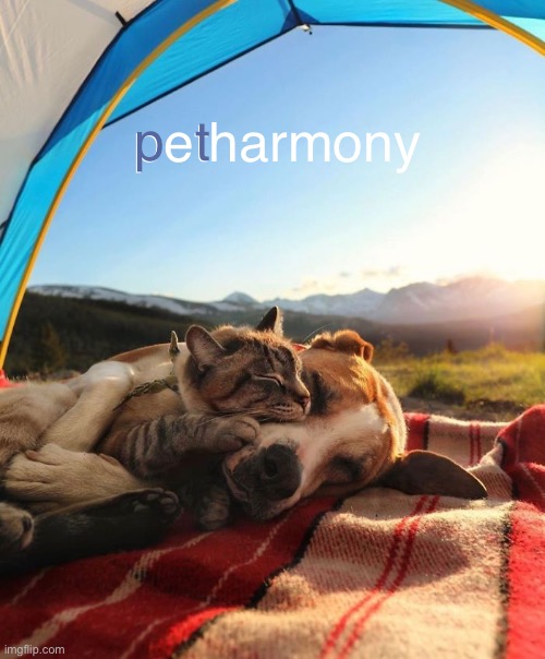 eharmony for pets | p  t; petharmony | image tagged in dogs,cats,cute cat,cute dog | made w/ Imgflip meme maker