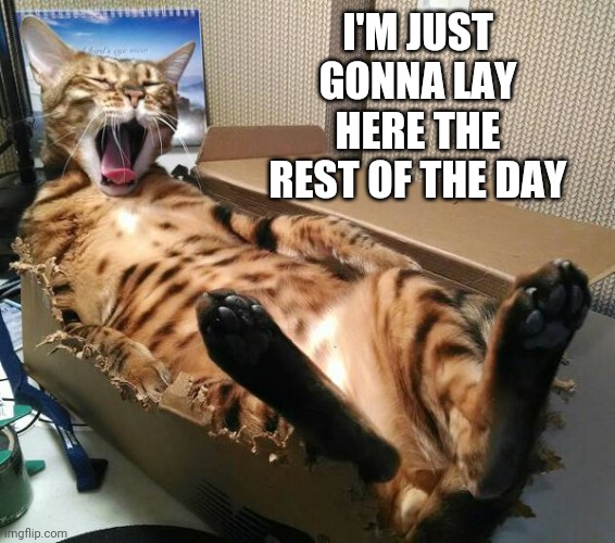 KITTY GONNA BREAK THE BOX | I'M JUST GONNA LAY HERE THE REST OF THE DAY | image tagged in cats,funny cats | made w/ Imgflip meme maker