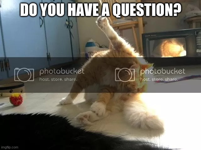 Do you have a question? | DO YOU HAVE A QUESTION? | image tagged in cat,leg in air | made w/ Imgflip meme maker