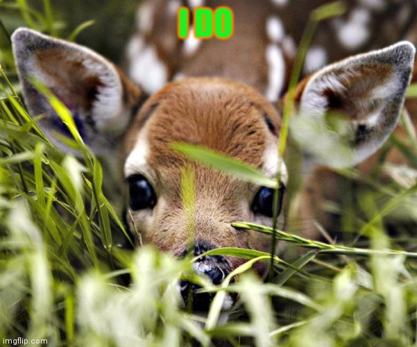 Timid deer | I DO | image tagged in timid deer | made w/ Imgflip meme maker