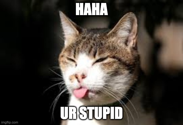 "i hate you" cat | HAHA; UR STUPID | image tagged in funny | made w/ Imgflip meme maker