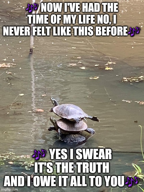 turtle dirty dancing | 🎶 NOW I'VE HAD THE TIME OF MY LIFE NO, I NEVER FELT LIKE THIS BEFORE🎶; 🎶 YES I SWEAR IT'S THE TRUTH
AND I OWE IT ALL TO YOU🎶 | image tagged in dirty dancing,turtles | made w/ Imgflip meme maker