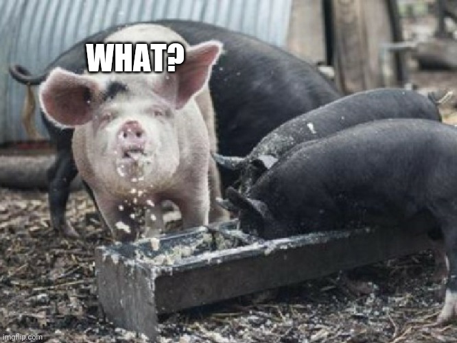 Pig What? | WHAT? | image tagged in pig,what | made w/ Imgflip meme maker