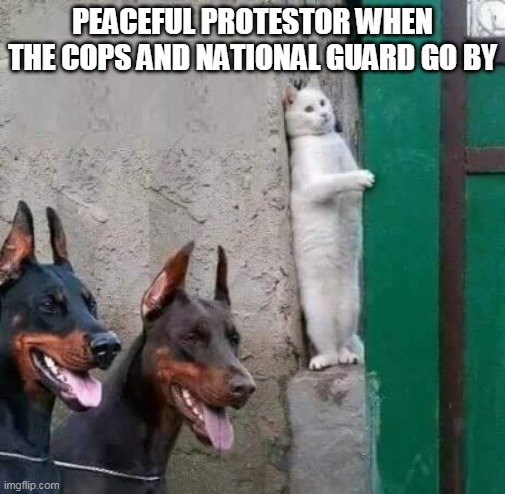 Cat protester | PEACEFUL PROTESTOR WHEN THE COPS AND NATIONAL GUARD GO BY | image tagged in dobermans cat hiding,cat,protester,cops | made w/ Imgflip meme maker