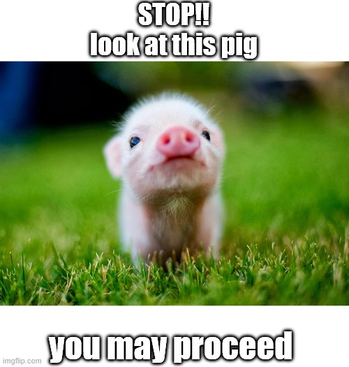 thank you for your time | STOP!!
look at this pig; you may proceed | image tagged in memes,cute | made w/ Imgflip meme maker