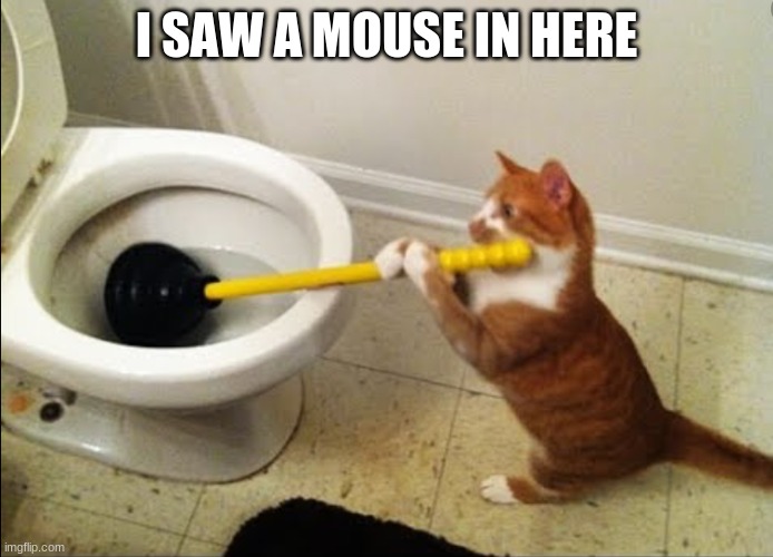 Cat plunging toilet | I SAW A MOUSE IN HERE | image tagged in cat plunging toilet | made w/ Imgflip meme maker