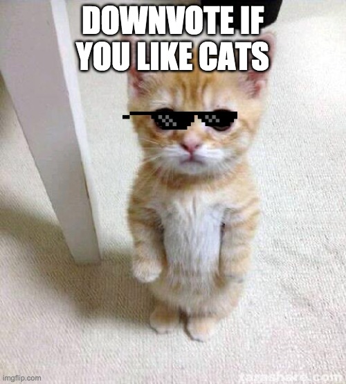 DOWNVOTE IF YOU LIKE CATS | image tagged in memes,cute cat | made w/ Imgflip meme maker