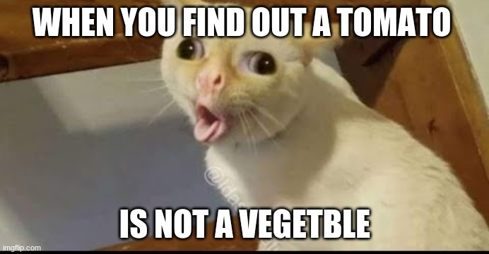 choughing cat | WHEN YOU FIND OUT A TOMATO; IS NOT A VEGETBLE | image tagged in choughing cat | made w/ Imgflip meme maker