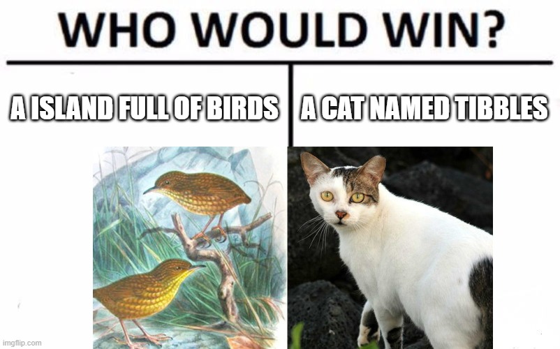 Tibbles the bird destroyer! -w- | A ISLAND FULL OF BIRDS; A CAT NAMED TIBBLES | image tagged in cats,evil cats,birds,tibbles da bird destroyer | made w/ Imgflip meme maker