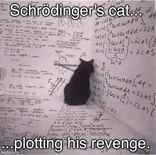 Schrödinger's Cat | Schrödinger's cat... ...plotting his revenge. | image tagged in funny memes,cats | made w/ Imgflip meme maker
