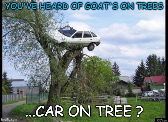 car on tree | YOU'VE HEARD OF GOAT'S ON TREES; ...CAR ON TREE ? | image tagged in memes,secure parking | made w/ Imgflip meme maker