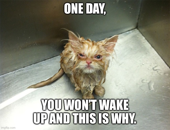 WET MAD CAT | ONE DAY, YOU WON’T WAKE UP AND THIS IS WHY. | image tagged in wet mad cat | made w/ Imgflip meme maker