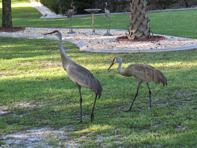 Sand hill cranes in front of statues of Sand hill cranes | image tagged in florida | made w/ Imgflip meme maker