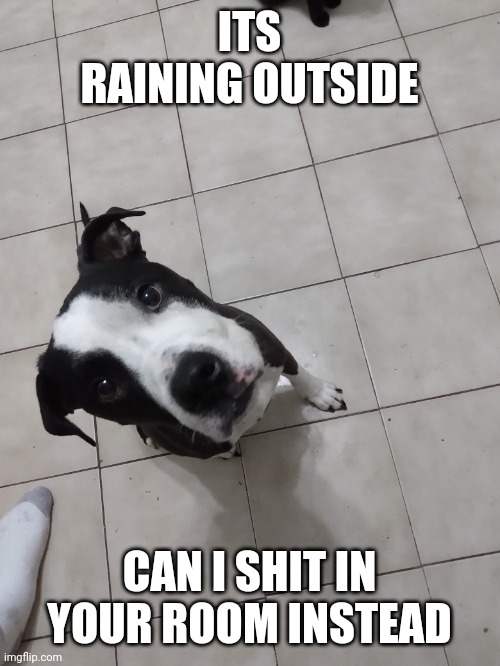 Dog problems | ITS RAINING OUTSIDE; CAN I SHIT IN YOUR ROOM INSTEAD | image tagged in dogs,problems,funny | made w/ Imgflip meme maker