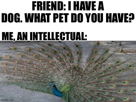 The following meme is surprisingly 100% legit | FRIEND: I HAVE A DOG. WHAT PET DO YOU HAVE? ME, AN INTELLECTUAL: | image tagged in memes,pets,peacock,legit | made w/ Imgflip meme maker