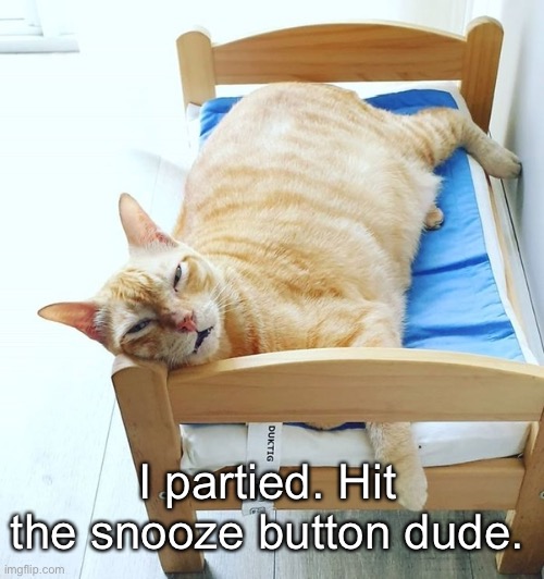 Hangover Cat | I partied. Hit the snooze button dude. | image tagged in funny cat memes | made w/ Imgflip meme maker