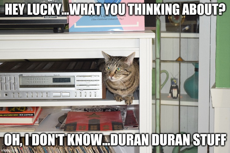 Lucky the Duran Duran Kitty | HEY LUCKY...WHAT YOU THINKING ABOUT? OH, I DON'T KNOW...DURAN DURAN STUFF | image tagged in cats who like music,cats,duran duran,funny cats | made w/ Imgflip meme maker