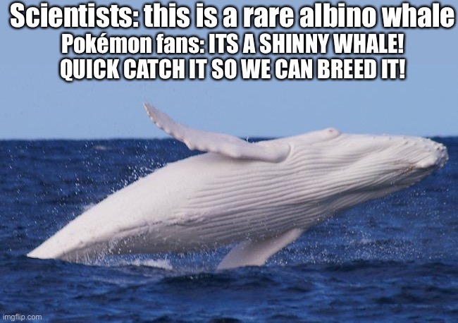 CATCH IT | Scientists: this is a rare albino whale; Pokémon fans: ITS A SHINNY WHALE! QUICK CATCH IT SO WE CAN BREED IT! | made w/ Imgflip meme maker