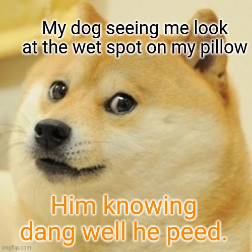 Doge | My dog seeing me look at the wet spot on my pillow; Him knowing dang well he peed. | image tagged in memes,doge | made w/ Imgflip meme maker