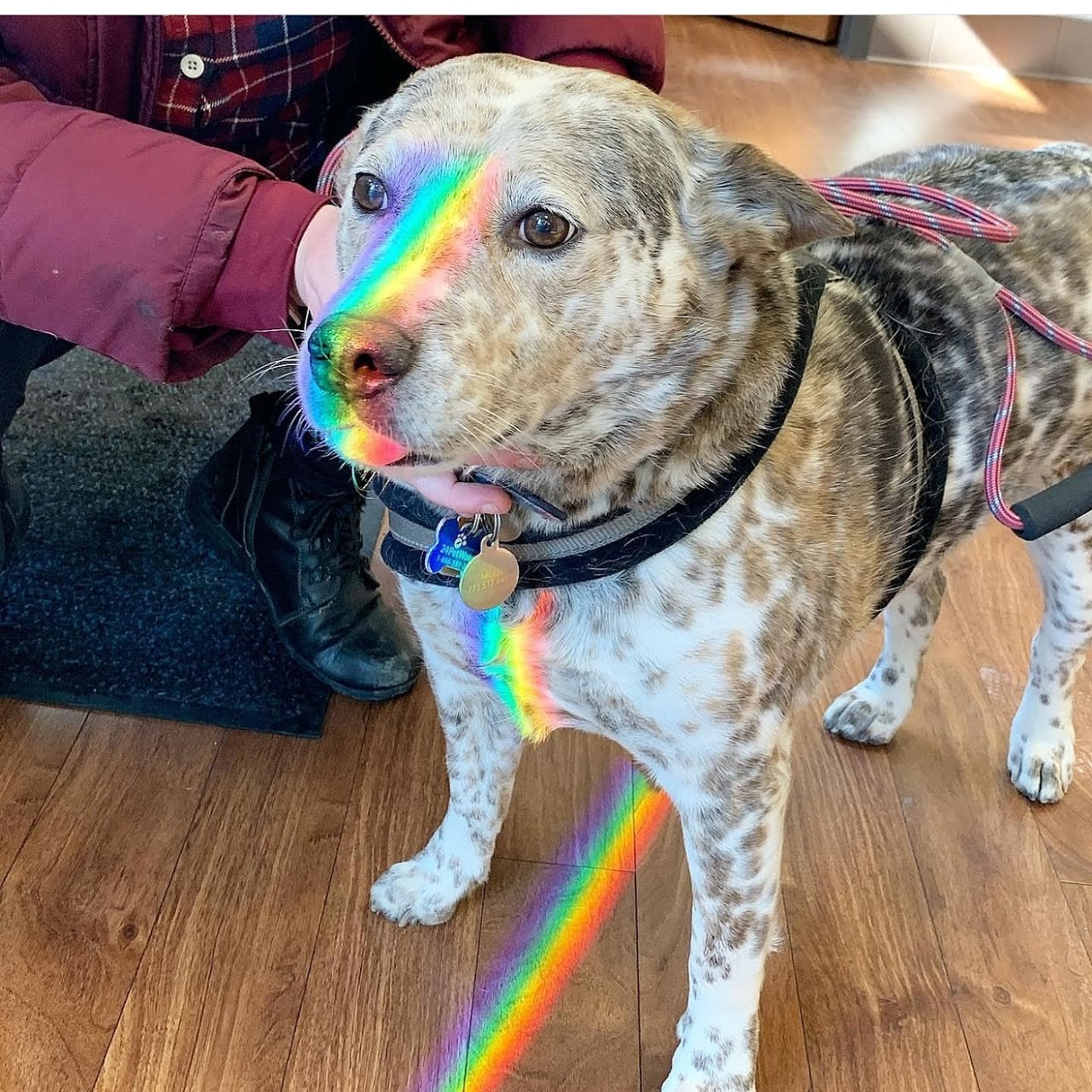 Rainbow Dog Blank Meme Template