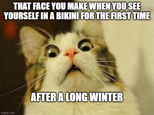 Bikini Face | THAT FACE YOU MAKE WHEN YOU SEE YOURSELF IN A BIKINI FOR THE FIRST TIME; AFTER A LONG WINTER | image tagged in memes,scared cat,bikini,winter,fat,weight | made w/ Imgflip meme maker