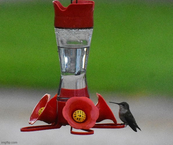 hummingbird | image tagged in hummingbird,kewlew,nikon | made w/ Imgflip meme maker