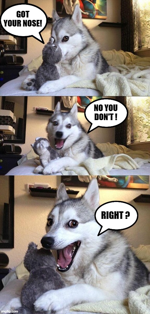 got your nose! | GOT YOUR NOSE! NO YOU DON'T ! RIGHT ? | image tagged in memes,bad pun dog | made w/ Imgflip meme maker