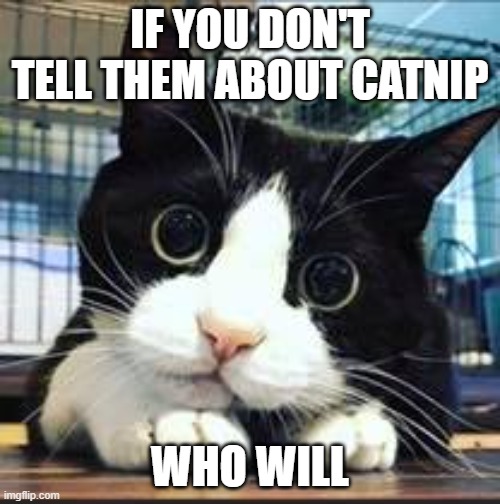 no to catnip | IF YOU DON'T TELL THEM ABOUT CATNIP; WHO WILL | image tagged in cats,catnip | made w/ Imgflip meme maker