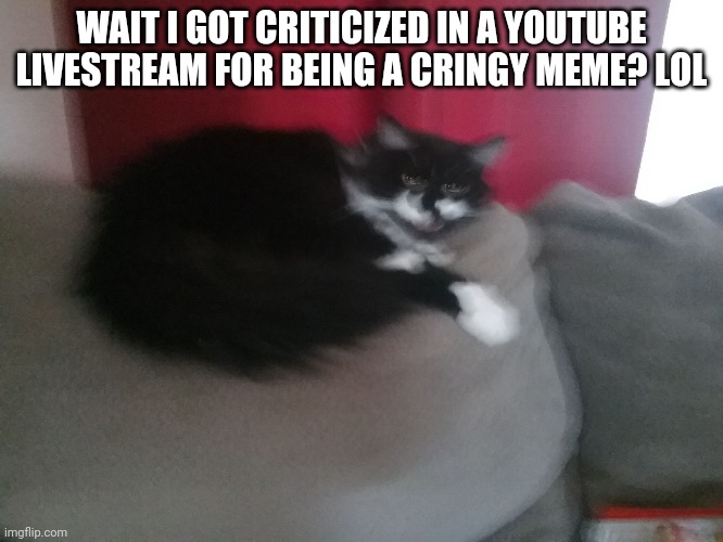 Angery Cat | WAIT I GOT CRITICIZED IN A YOUTUBE LIVESTREAM FOR BEING A CRINGY MEME? LOL | image tagged in angery cat | made w/ Imgflip meme maker