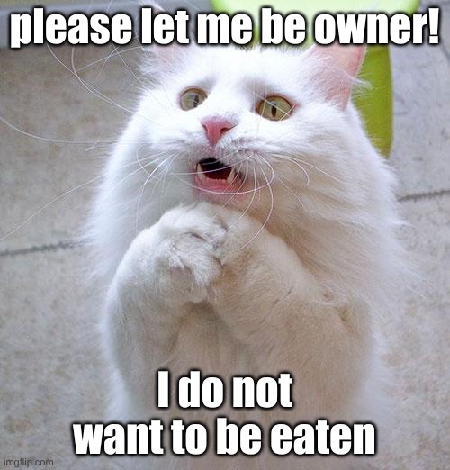Begging Cat | please let me be owner! I do not want to be eaten | image tagged in begging cat | made w/ Imgflip meme maker