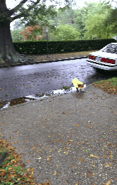 Raining Cats and dogs | image tagged in gifs | made w/ Imgflip images-to-gif maker