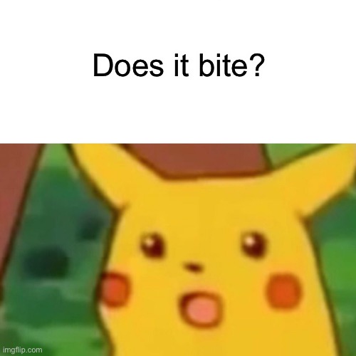 Surprised Pikachu Meme | Does it bite? | image tagged in memes,surprised pikachu | made w/ Imgflip meme maker