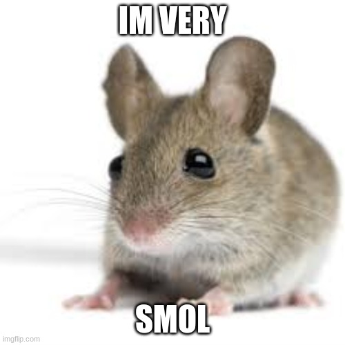 i found a mouse | IM VERY; SMOL | image tagged in yeet | made w/ Imgflip meme maker