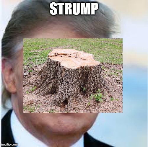 STRUMP | STRUMP | image tagged in trump | made w/ Imgflip meme maker