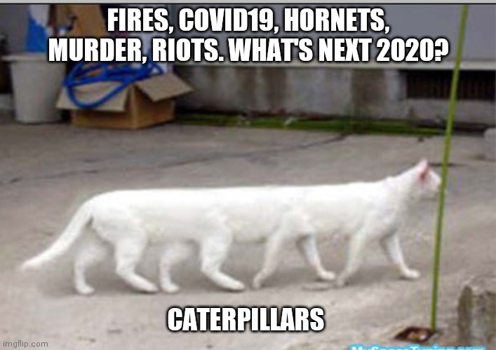 2020 memes | FIRES, COVID19, HORNETS, MURDER, RIOTS. WHAT'S NEXT 2020? CATERPILLARS | image tagged in 2020,covid19,riots | made w/ Imgflip meme maker