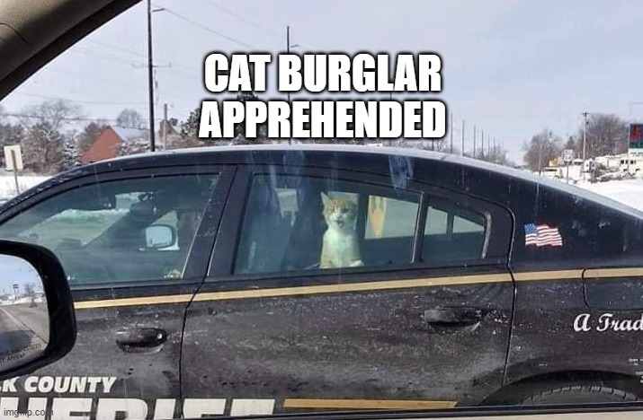 Cat Burglar Apprehended | CAT BURGLAR
APPREHENDED | image tagged in cat burglar apprehended | made w/ Imgflip meme maker