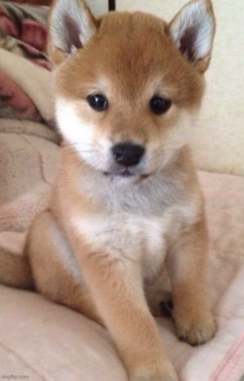 image tagged in doge | made w/ Imgflip meme maker