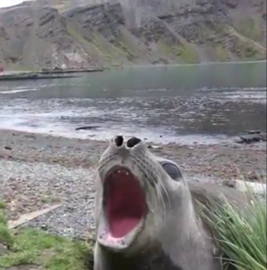 Shout-out seal Blank Meme Template