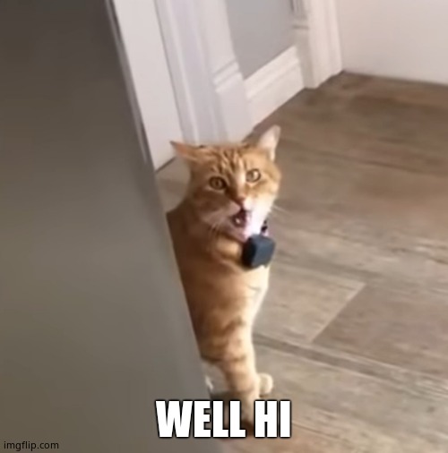 Well Hi Cat | WELL HI | image tagged in well hi cat | made w/ Imgflip meme maker