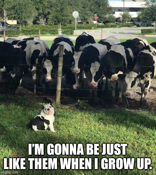 Cow Dog | I’M GONNA BE JUST LIKE THEM WHEN I GROW UP. | image tagged in funny memes,cute dog,cows | made w/ Imgflip meme maker