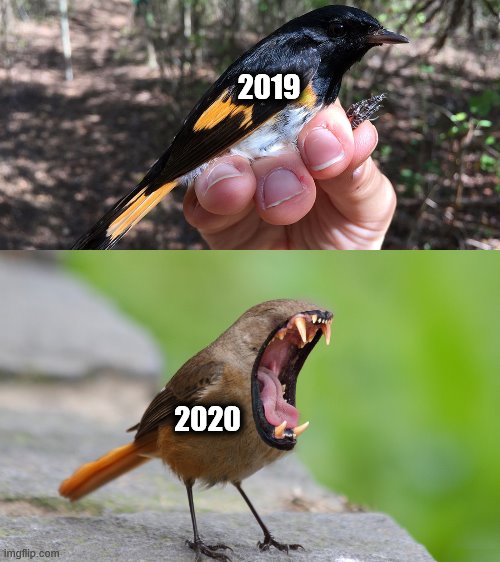 Maybe I'll just find a good place to hide now... | 2019; 2020 | image tagged in memes,2020,2019,birds | made w/ Imgflip meme maker