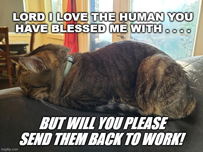 PLEASE send them back to work! | LORD I LOVE THE HUMAN YOU HAVE BLESSED ME WITH . . . . BUT WILL YOU PLEASE SEND THEM BACK TO WORK! | image tagged in cats,funny cats,covid-19,covid19,funny | made w/ Imgflip meme maker