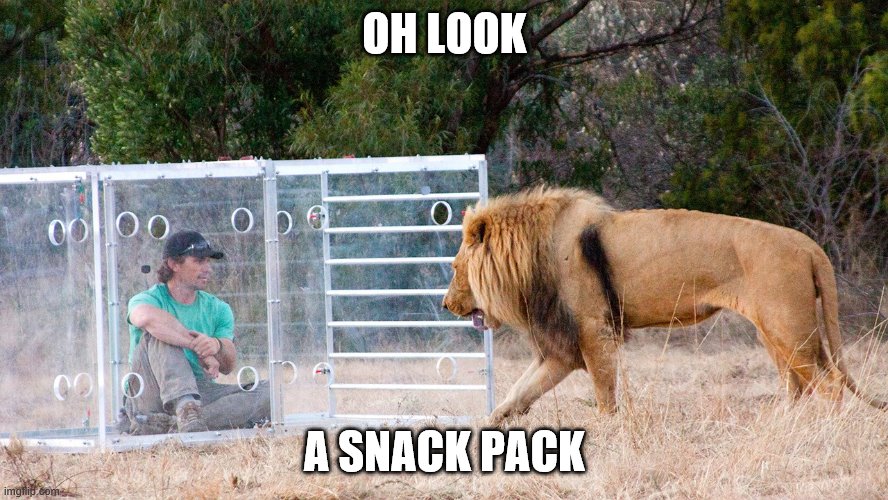Nice knowing you green shirt guy. | OH LOOK; A SNACK PACK | image tagged in cat,funny memes,snacks,lion | made w/ Imgflip meme maker