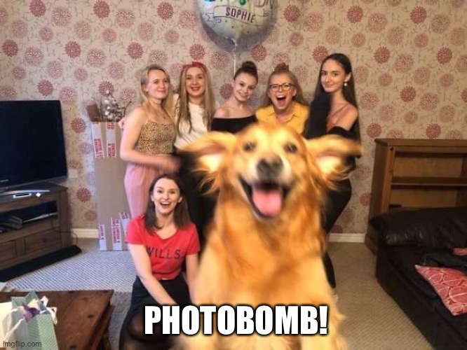 Photobomb! | PHOTOBOMB! | image tagged in funny dog memes | made w/ Imgflip meme maker