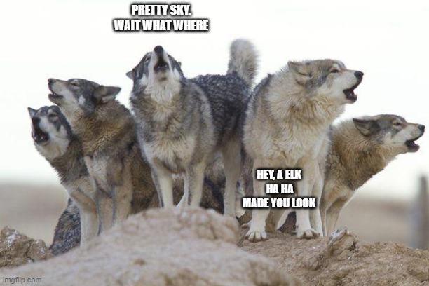 wolf made you look | PRETTY SKY.
WAIT WHAT WHERE; HEY, A ELK 
HA HA MADE YOU LOOK | image tagged in prank | made w/ Imgflip meme maker